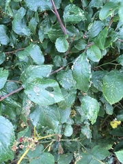 Eriophyes similis