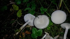 Hygrophorus piceae