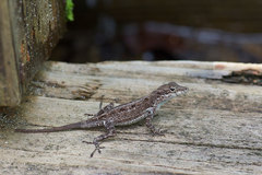 Anolis cristatellus cristatellus
