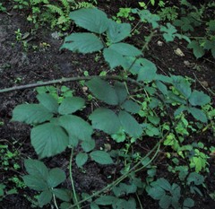Rubus cissburiensis