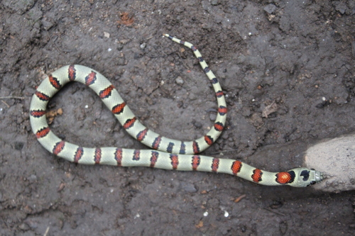 Durango Mountain Kingsnake