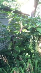 Phytolacca americana