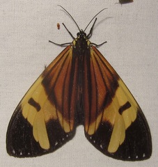 Dysschema eurocilia