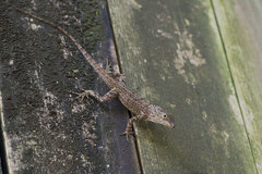 Anolis cristatellus cristatellus