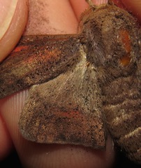 Gonogramma manicora