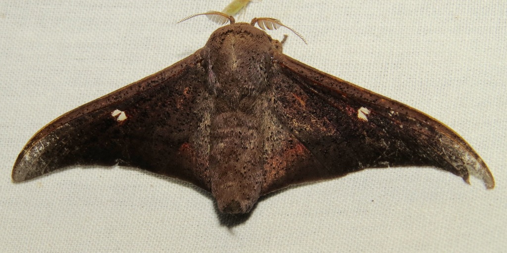 Sack-bearer Moths