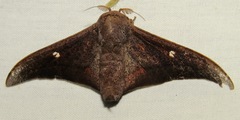 Gonogramma manicora