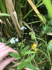 Myosotis scorpioides
