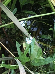 Myosotis scorpioides