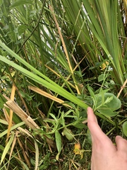 Myosotis scorpioides