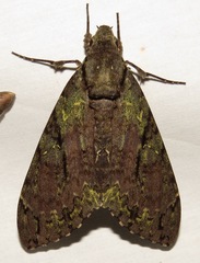 Cocytius beelzebuth