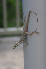 Anolis cristatellus cristatellus