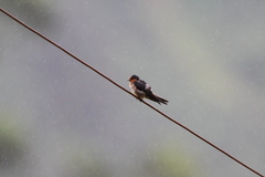 Hirundo domicola