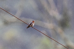Hirundo domicola