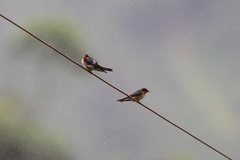 Hirundo domicola