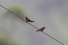 Hirundo domicola