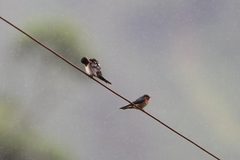 Hirundo domicola