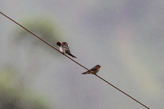 Hirundo domicola