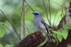 Dull-Blue Flycatcher photo 1