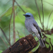 Dull-blue Flycatcher - Photo (c) Christoph Moning, some rights reserved (CC BY), uploaded by Christoph Moning