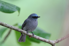 Dull-Blue Flycatcher photo 2