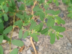 Euphorbia humifusa