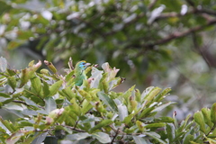 Psilopogon flavifrons