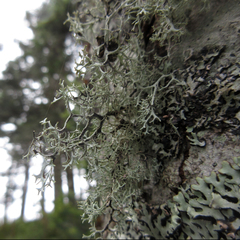 Pseudevernia cladonia