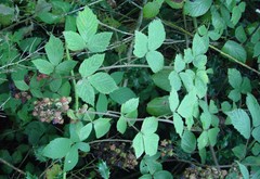 Rubus adenanthoides