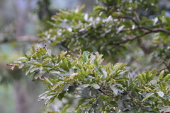 Psilopogon flavifrons