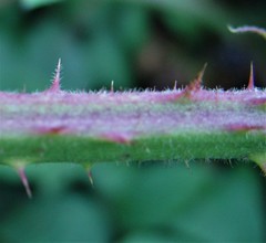 Rubus adenanthoides