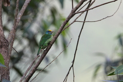 Psilopogon flavifrons