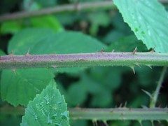 Rubus adenanthoides