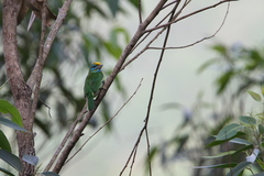 Psilopogon flavifrons