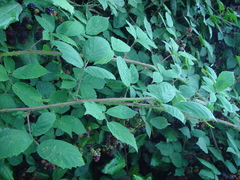 Rubus adenanthoides