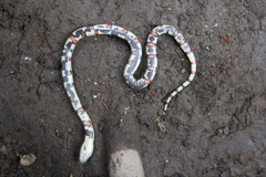 Lampropeltis greeri