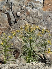 Solidagininae