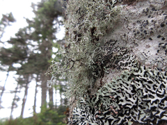 Pseudevernia cladonia
