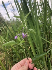 Solanum dulcamara
