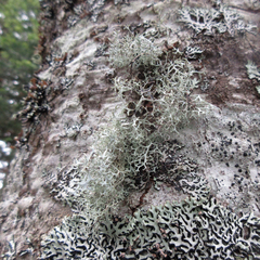 Pseudevernia cladonia