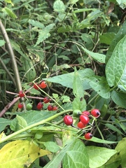 Solanum dulcamara