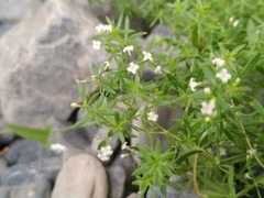 Galium humifusum
