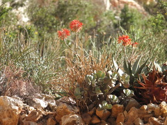 Aloe comptonii