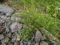 Galium humifusum