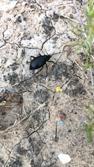 Eleodes spinipes ventricosus