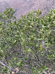 Olea capensis enervis