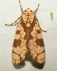 Cresera affinis