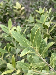 Olea capensis enervis