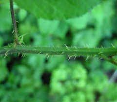 Rubus angloserpens
