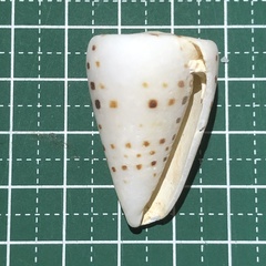 Conus eburneus
